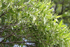 Polyalthia angustifolia